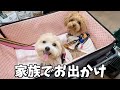 初めてのおやつ詰め放題に大興奮な犬はこちらですww【多頭飼い】