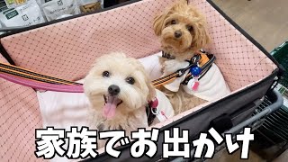 初めてのおやつ詰め放題に大興奮な犬はこちらですww【多頭飼い】