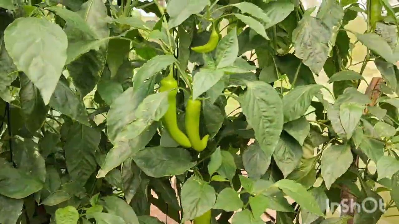 Visitando invernadero de aji cubanela y morron, campo de Jarabacoa, La Vega  pt. 2