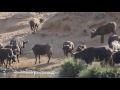 African Buffalo herd drinking water next to crocodile