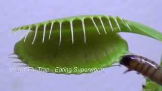 venus fly trap eating insects flytrap eats close cycle traps plant plants terrarium eat transplanting care digestive worm 2ez