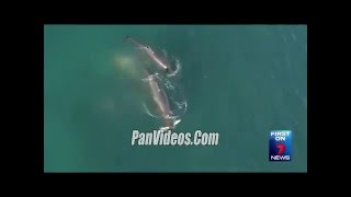 Ballenas orcas gigantes se comen un tiburon en una lucha por la comida diaria
