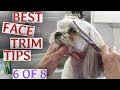 Learn to trim your dogs face how-to (6 of 8)