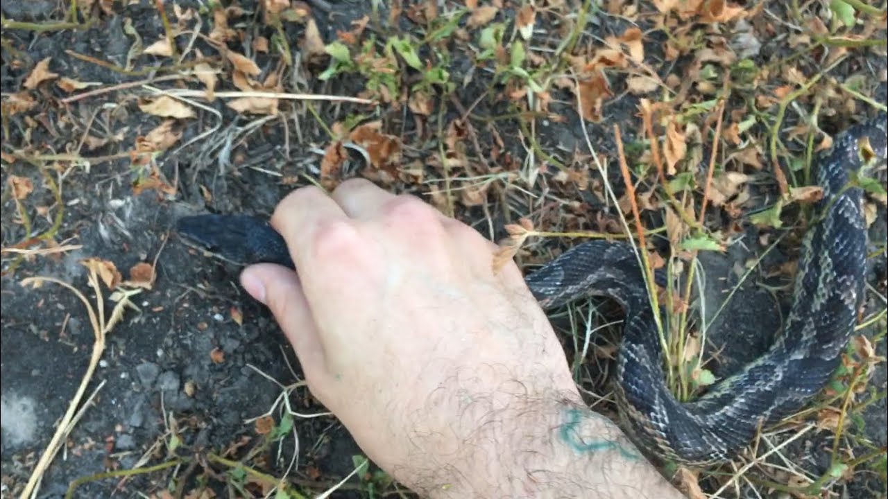 Rat Snake, and Bite Aftermath. YouTube