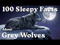 Why Grey Wolves Howl at the Moon: Relaxing Facts to Fall Asleep To — No Adverts