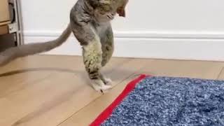 Bush Baby Playing With Himself So Cute Grey Mouse Lemur Relax With Nature