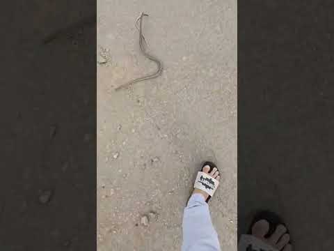 حية ابو سيور حية