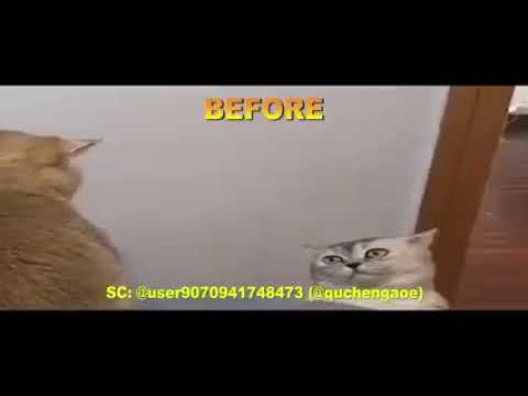 Cat sing a song (koplo melow)
