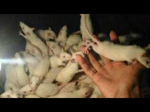 Tips sukses beternak tikus putih mencit dan rat raup omset jutaan rupiah perbulan Tips sukses beternak tikus putih mencit dan rat raup omset jutaan rupiah perbulan