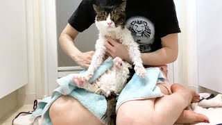 びしょ濡れの猫がフッワフワもちもちになるまでw