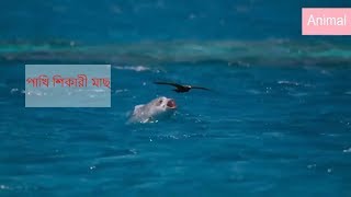 Bird vs Fish | Blue Planet IIFish catches bird flying we ever seen!।।পাখি শিকারী মাছ।।
