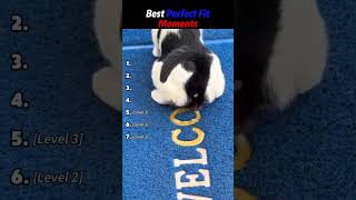 Satisfying Loop! 100% Perfect Fit Moments. Which Level Can You Reach? #Perfect #funny #usa #asmr