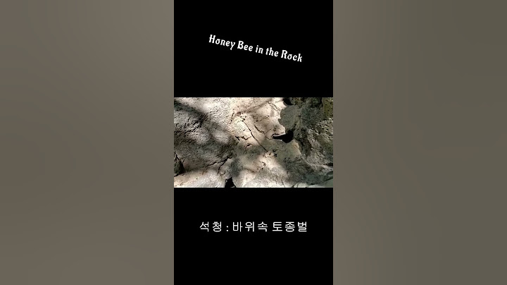 [안씨부자]석청_바위속 토종벌(Honey bee in the rock)