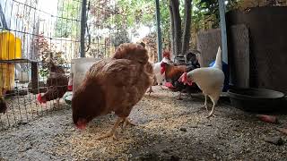 Backyard Chickens Fun Relaxing Video Sounds Noises ASMR Hens Clucking Roosters Crowing!