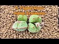 C. Taylorianum subsp. Ernianum l conophytumㅣ 테일러리아넘 l 코노피튬