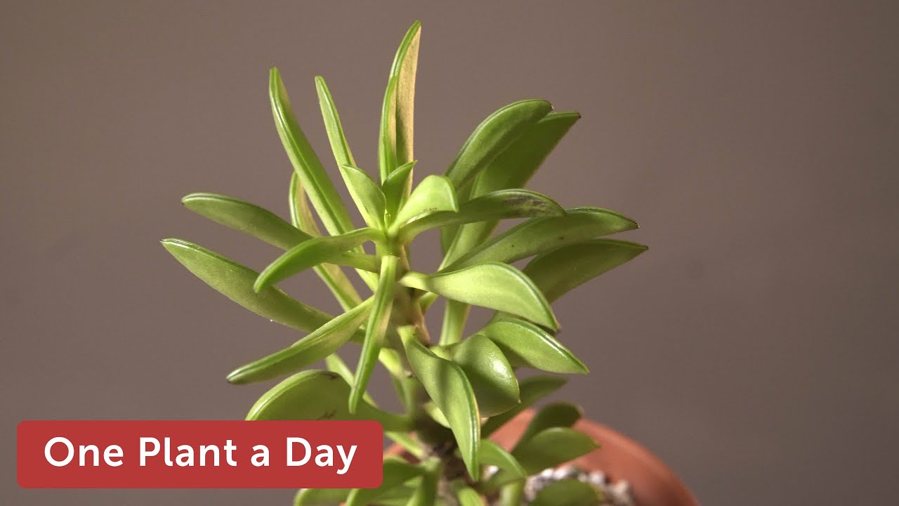 Peperomia dolabriformis Houseplant Care—112 of 365