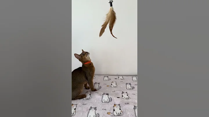 Video 5181331: abyssinian male kitten, adorable abyssinian kitten, purebred kitties, eyes male kitten