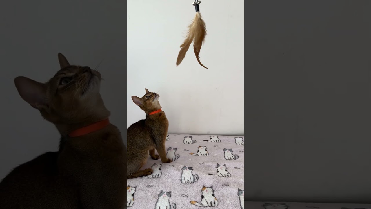 Orange Ruddy Abyssinian Male Kitten Available Now | Purebred Kitties