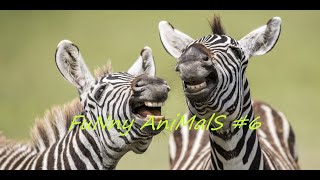 FuNny AniMalS #6 // Смешные видео с животными // Приколы с животными // Смешные животные 2020