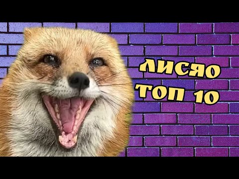 ЛИСЯО. Алиса - Лиса. Забавные моменты 16