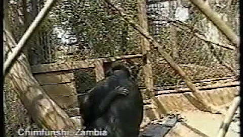 TOTO, chimpanzee rescue in Chile by Elba Muoz and SAG