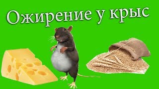 Как лечить ожирение у крыс / Чарлик взбесился /Оказание первой помощи при укусе крысы Как лечить ожирение у крыс / Чарлик взбесился /Оказание первой помощи при укусе крысы