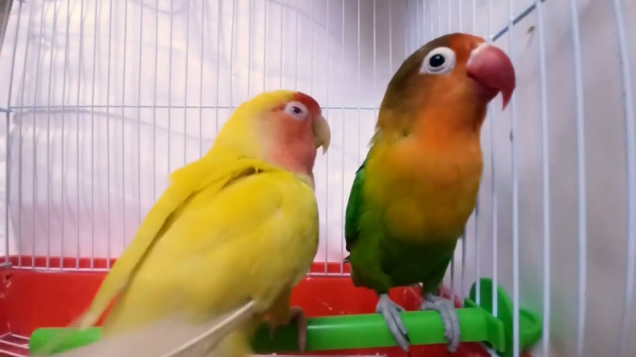 Jenny taught something to Bucky 🤔Jenny's Lesson: Lovebirds Sharing Wisdom