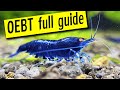 Orange Eye Blue Tiger Shrimp - All you need to know!