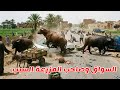 خروج العجول عن السيطره ثاني ايام العيد وخبط في العربيات اللي في الطريق وعمل حادثه 