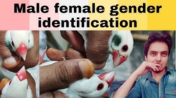 Java birds male female gender identification | Part 559 | Urdu Hindi Punjabi