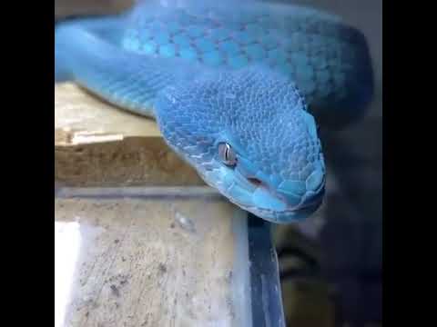 Video: Keffiyeh zmija: opis, sorte sa fotografijom