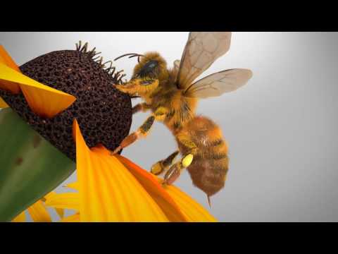 honeybee - 3d 홍보영상