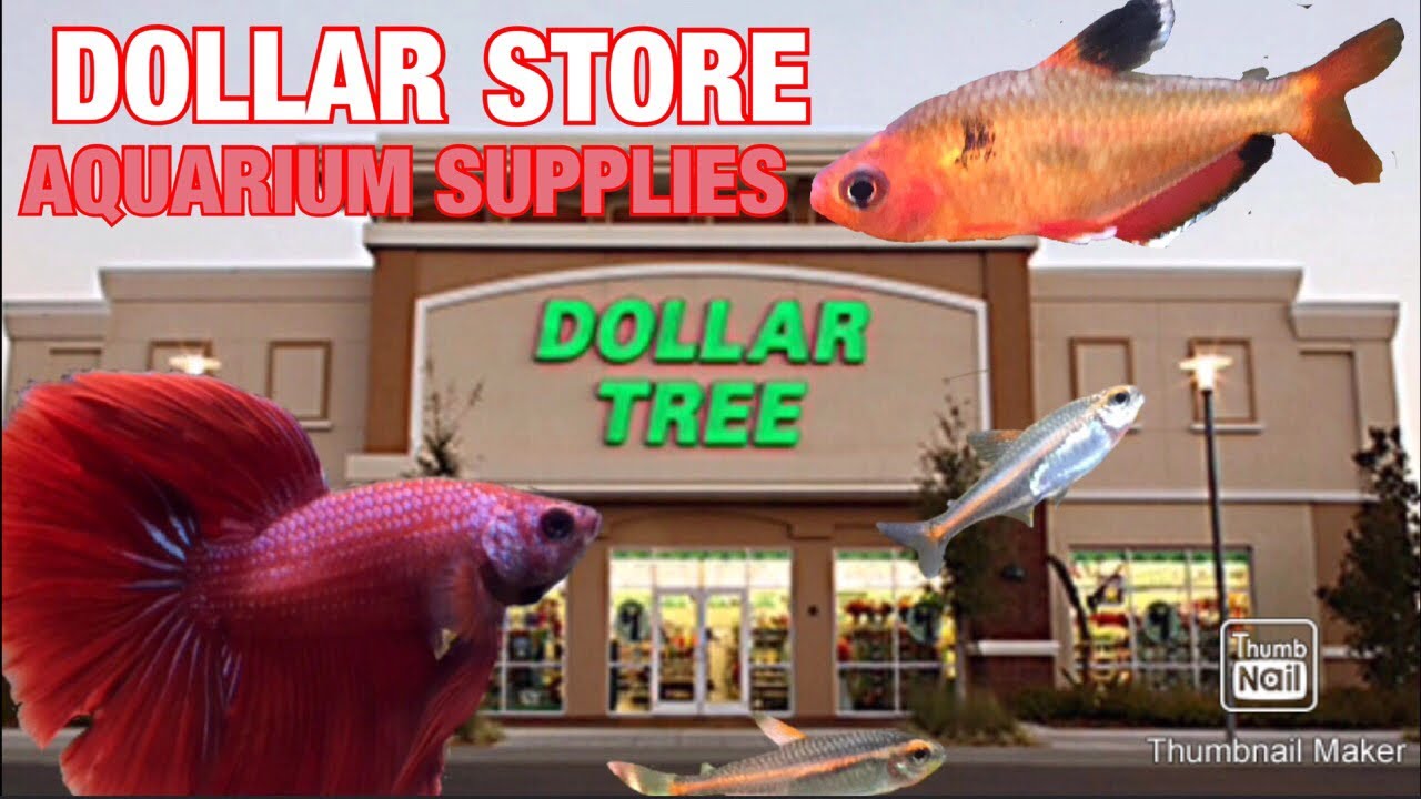 fish supply store