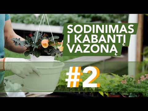 Video: Braškių begonijos augalai – kaip auginti braškių begoniją kambarinį augalą