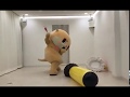 Chiitan hitting a yellow stick