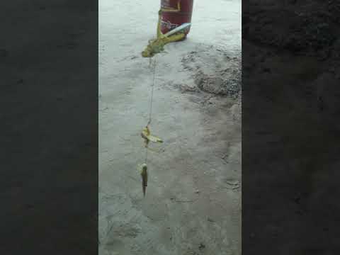 टिड्डी कहाँ से आईं
