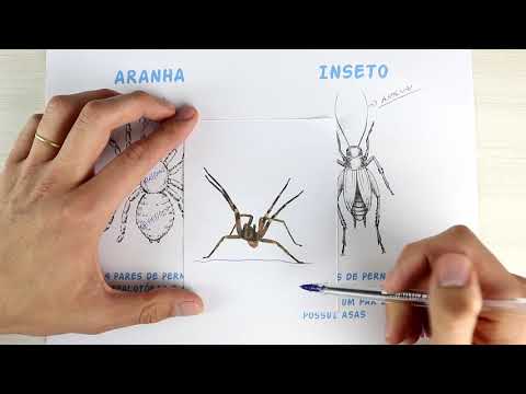 Vídeo: Diferença Entre Cefalotórax E Abdômen