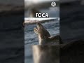 animais fofos que você deve tomar bastante cuidado #youtube #animais #shortvideo