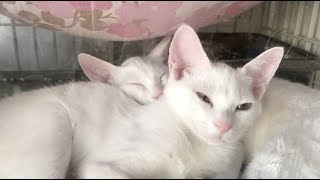 ウトウト・爆睡　眠る猫たち screenshot 4