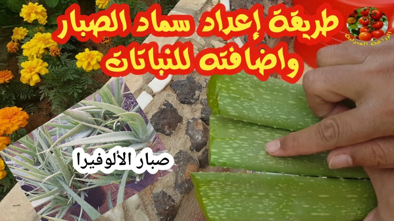 طريقة اعداد سماد الصبار وكيف يتم اضافته للنباتات؟