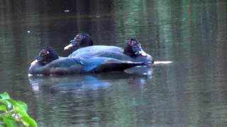 PATO-DO-MATO, (CAIRINA MOSCHATA), MUSCOVY DUCK, PATO-ALMISCARADO, PATO SELVAGEM.