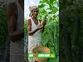 kheera farming 🥒🚜💸😱#farming#youtubeshorts#shortsfeed#viral#shorts#cucumber#kheera#kheti#agriculture