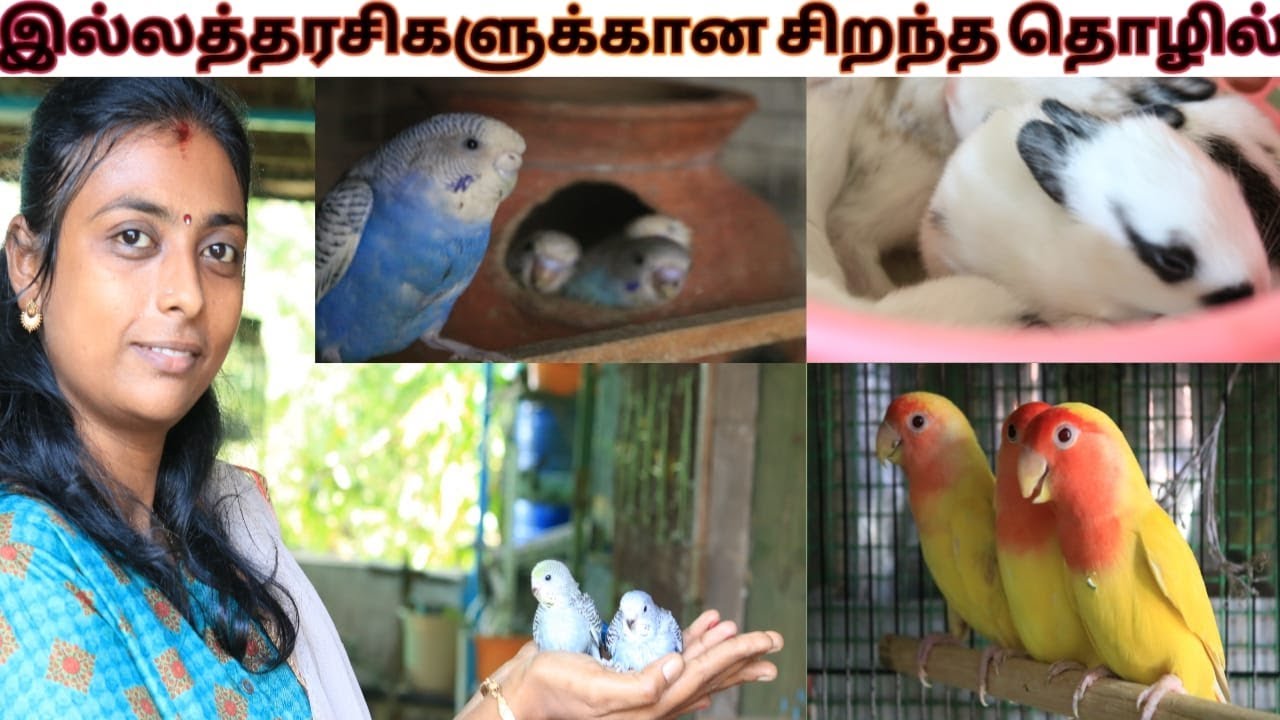 இல்லத்தரசிகளுக்கான பகுதி நேர வேலை /Love Birds, Finches/ English Spotter
