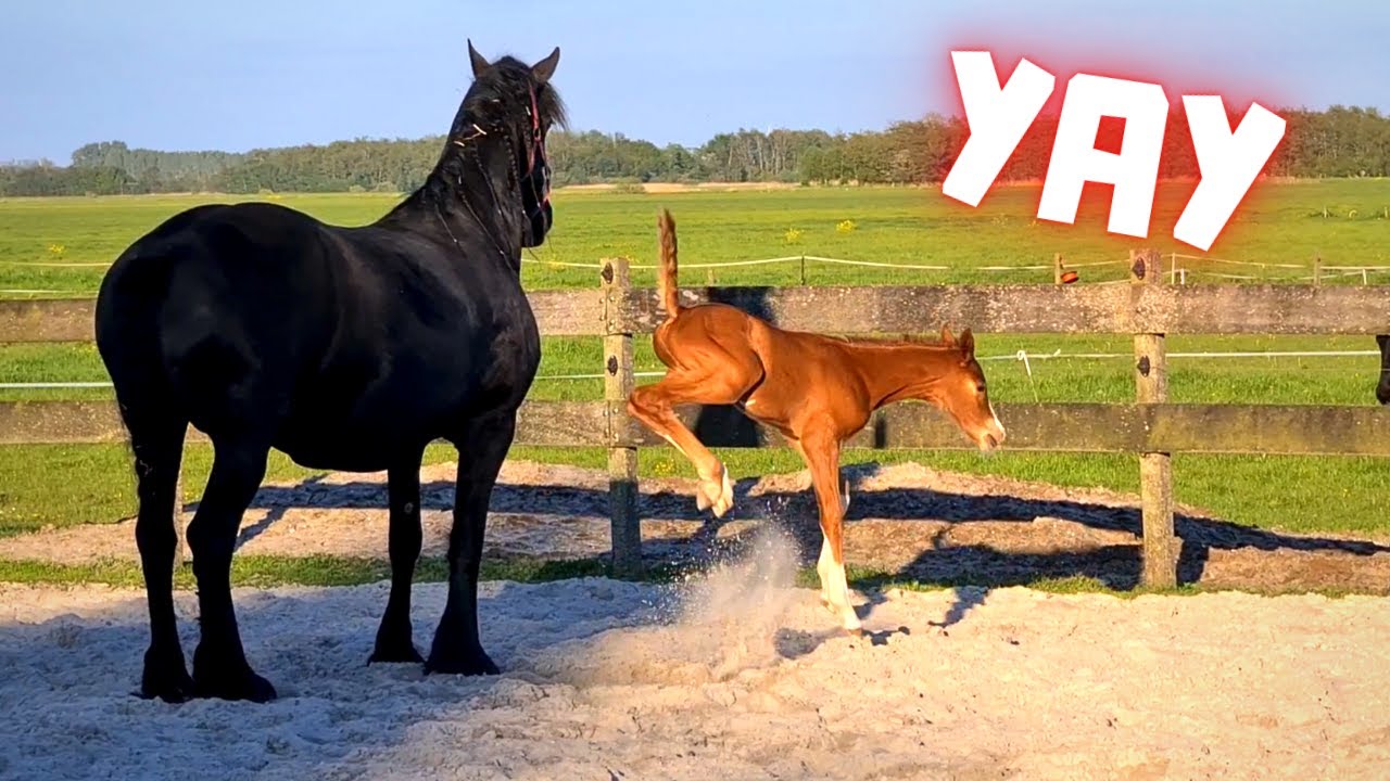 For the first time together outside. Rising Star & Queen👑Uniek | Friesian Horses