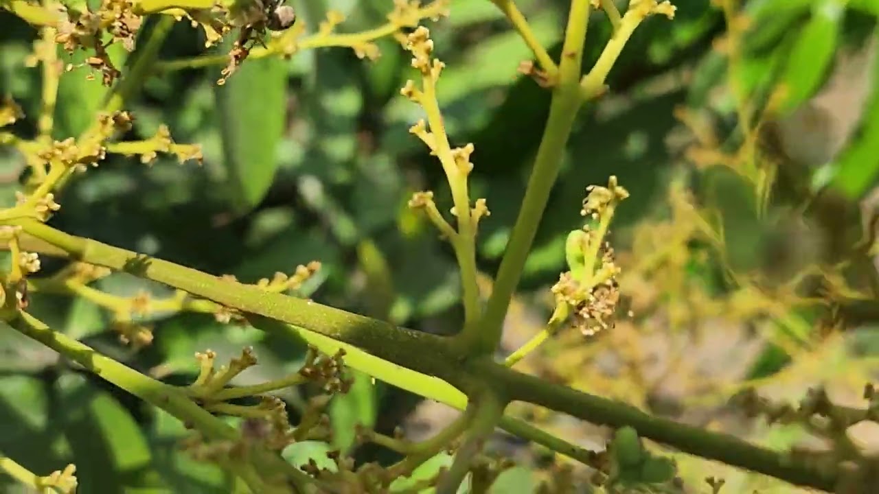 ลิ้นจี่นครพนม..ออกช่อดอกต้อนรับลมร้อน...ที่บ้านสวนเกษตรบอสวัน