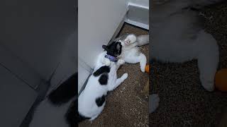 Download Lagu wait a minute dont disturbe me am playing meow #youtubeshorts #cats #playing #catvideos #pets MP3