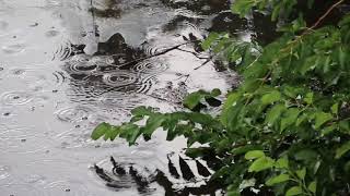 Nature Views[Win Anyway Walk The Moon