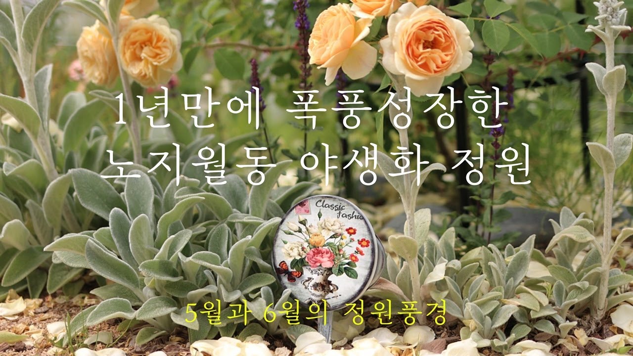 1년만에 폭풍 성장한 노지월동 야생화! 5월과 6월의 늘봄네 정원풍경