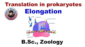 Translation in Prokaryotes- Elongation | Molecular Biology | HSR Bioinfo