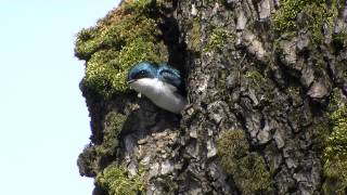 Tree Swallow in nest